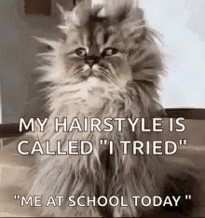 Cat Sitting On Table Saying My Hairstyle Is Called GIF