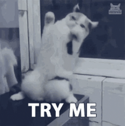 Cat Sitting On Table Saying Try Me GIF