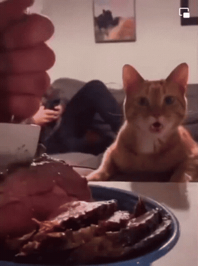 Cat Sitting On Table With Food GIF