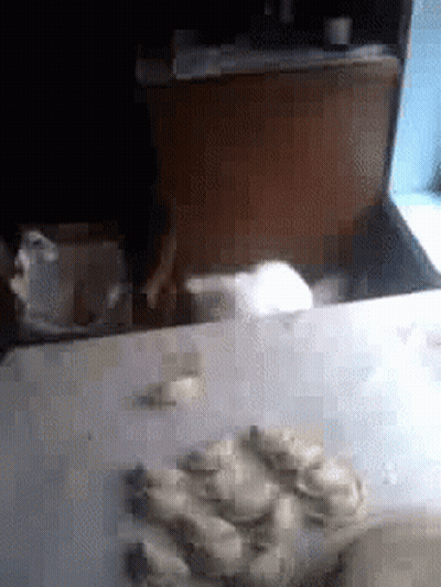 Cat Sitting On Table With Oysters GIF