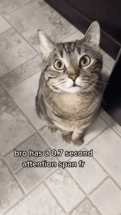 Cat Sitting On Tiled Floor Bro Has A 0.7 Second Attention Span GIF