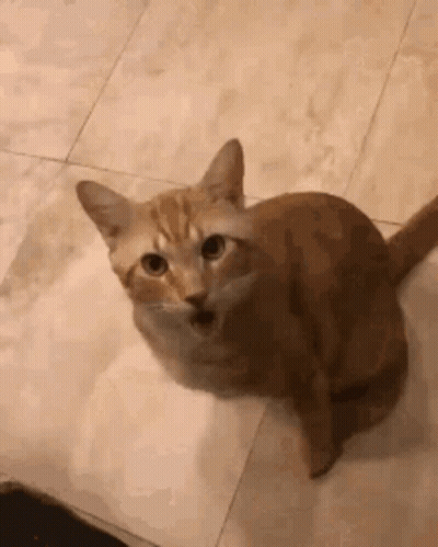 Cat Sitting On Tiled Floor Looking Up GIF