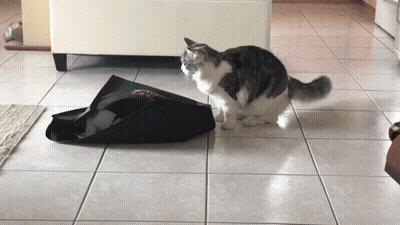 Cat Sitting On Tiled Floor Next To Black Bag Saying A GIF
