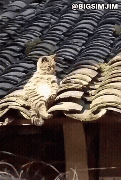 Cat Sitting On Tiled Roof @Bigsimjim GIF