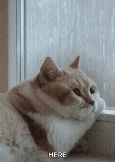 Cat Sitting On Window Sill GIF