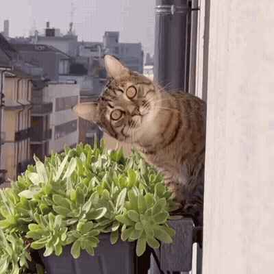 Cat Sitting On Window Sill GIF