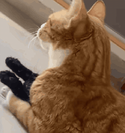 Cat Sitting On Window Sill Playing With Black Toy GIF