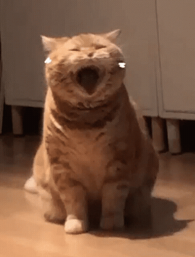 Cat Sitting On Wood Floor With Mouth Open GIF