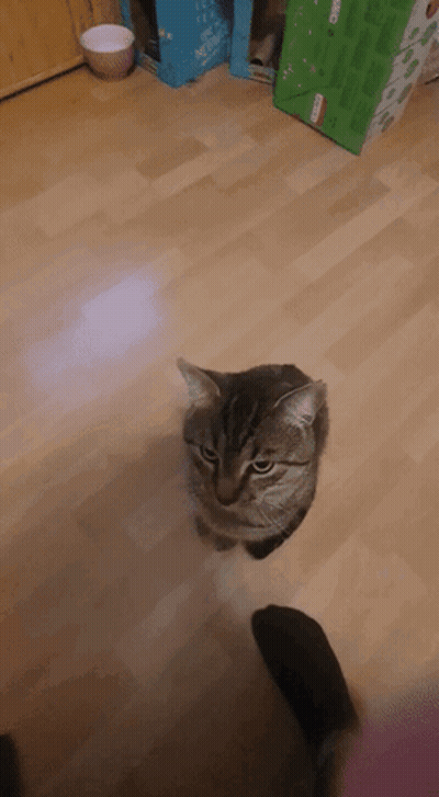 Cat Sitting On Wooden Floor Looking At Camera GIF