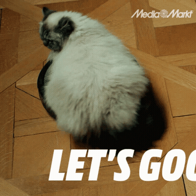 Cat Sitting On Wooden Floor Saying Let's Go GIF