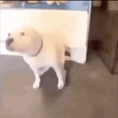 Cat Sitting On Wooden Table Looking At Camera GIF