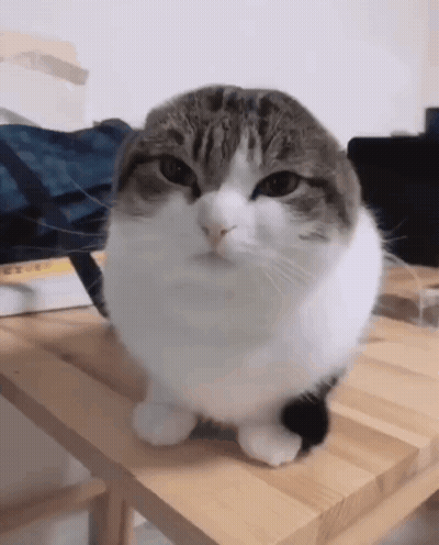 Cat Sitting On Wooden Table Looking At Camera GIF