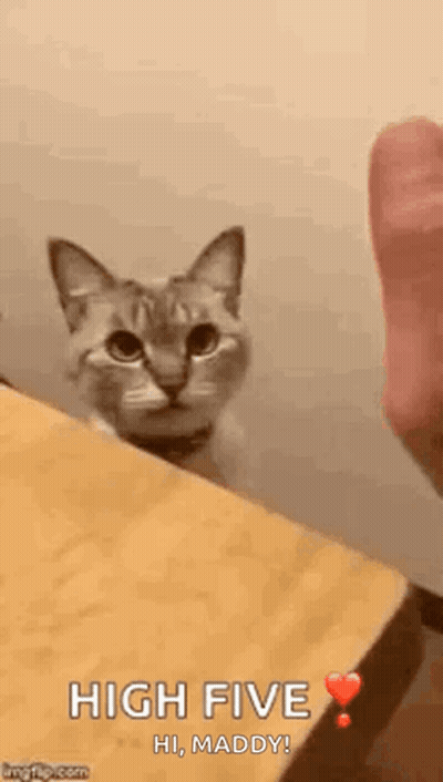 Cat Sitting On Wooden Table GIF