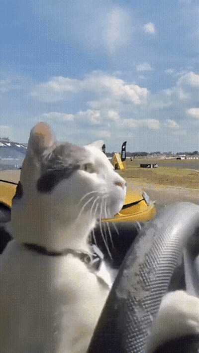 Cat Sitting On Yellow Car Steering Wheel GIF