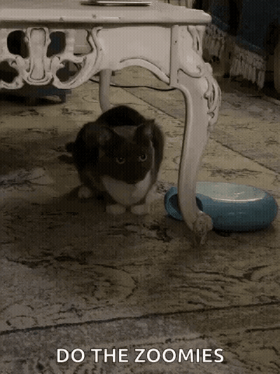 Cat Sitting Under Table Beside Robotic Feeder GIF