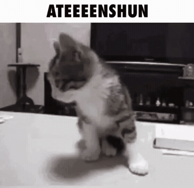 Cat Sitting With Ateenshun GIF
