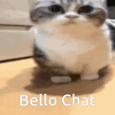 Cat Sitting With Bello Chat GIF
