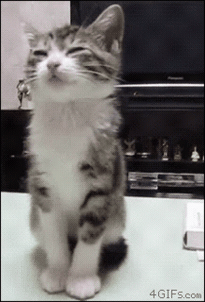 Cat Sitting With Eyes Closed GIF