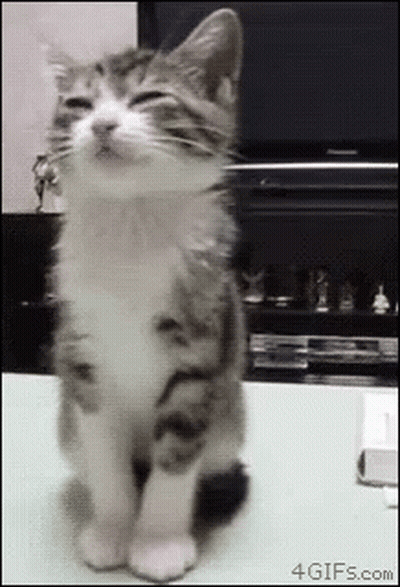 Cat Sitting With Eyes Closed GIF