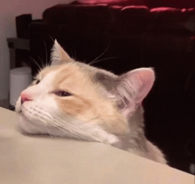 Cat Sitting With Head Resting On Table GIF