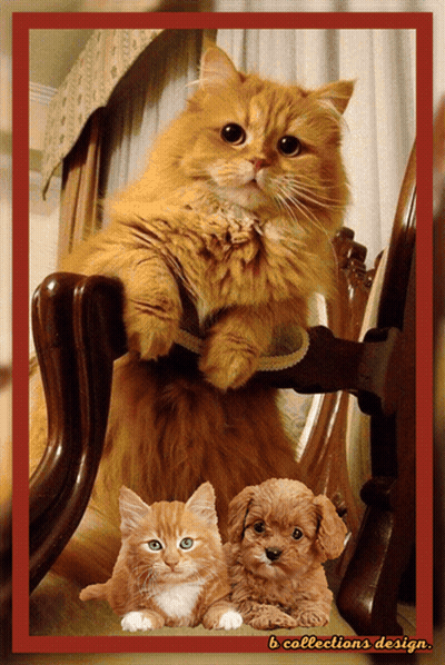 Cat Sitting With Kitten And Dog B Collections Design GIF