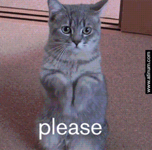 Cat Sitting With Please GIF