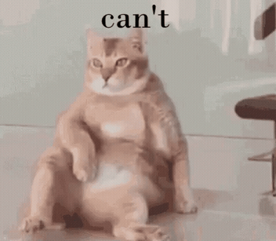 Cat Sitting With Word Can't GIF