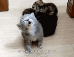 Cat Sleeping Funny Falling GIF