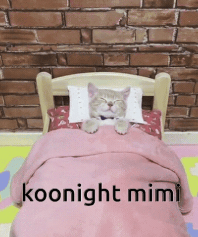 Cat Sleeping In Bed Koonight Mimi GIF