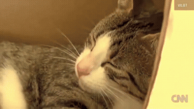 Cat Sleeping In Box With CNN Logo GIF