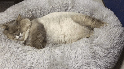 Cat Sleeping In Fluffy Blanket GIF