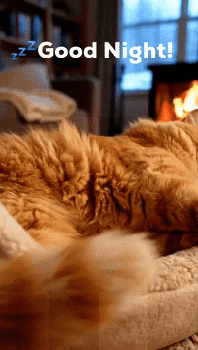 Cat Sleeping In Front Of Fireplace Good Night GIF