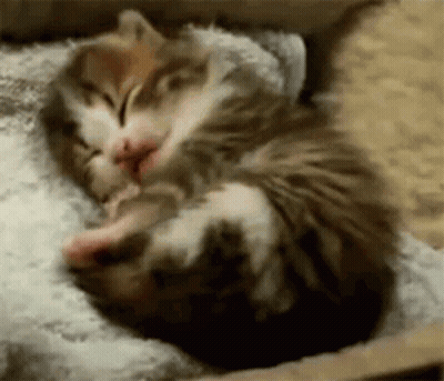 Cat Sleeping Next To Kitten On Bed GIF