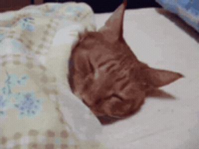 Cat Sleeping On Bed With Blanket GIF