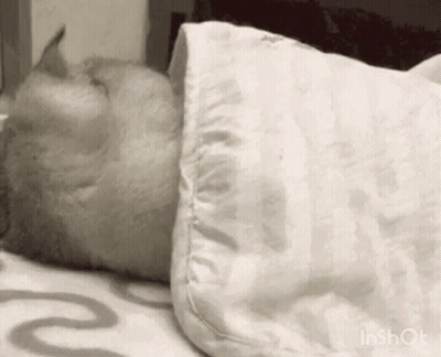 Cat Sleeping On Bed With Pillow And Blanket GIF