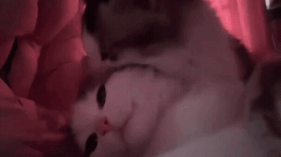 Cat Sleeping On Bed With Red Curtain GIF