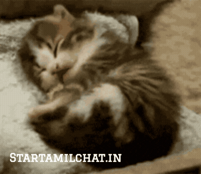 Cat Sleeping On Blanket GIF