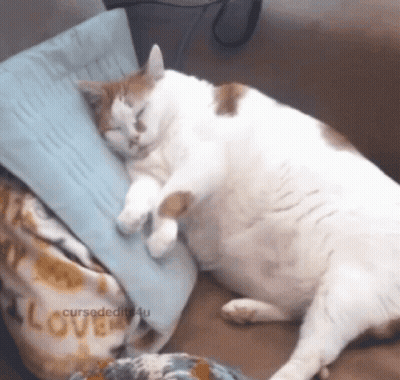 Cat Sleeping On Pillow With Love Blanket GIF