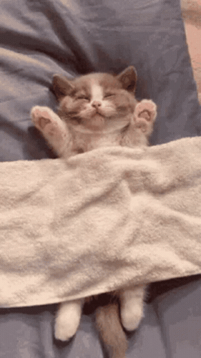 Cat Sleeping Under Blanket GIF