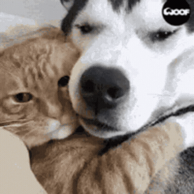 Cat Sleeping With Head On Another Cat's Paw GIF