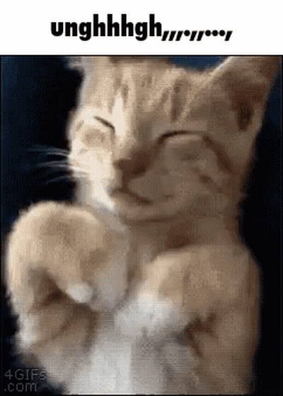 Cat Sleeping With Paws on Chest