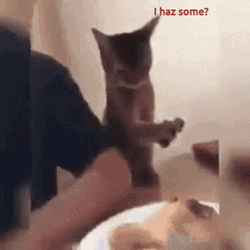 Cat Slowly Stealing Food GIF