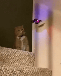 Cat Smashed The Drone GIF