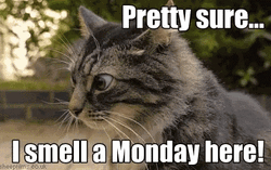Cat Smell A Monday