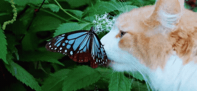 Cat Smelling Butterfly On Plant GIF