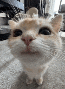 Cat Smile GIF