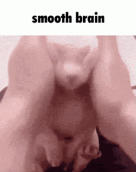 Cat Smooth Brain GIF