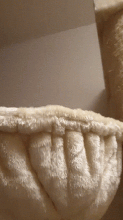Cat Sneaking Out Of Hammock GIF