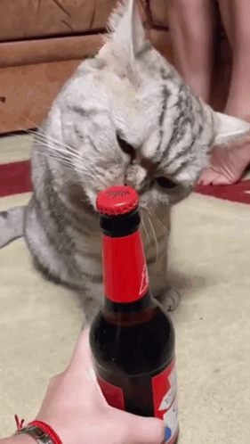 Cat Sniffing Budweiser Beer Bottle Cap GIF