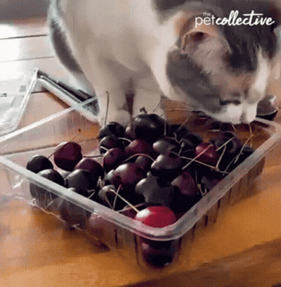 Cat Sniffing Cherries In Petcollective Container GIF